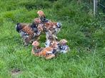 Brahma haan met 3hennen, Dieren en Toebehoren, Pluimvee, Meerdere dieren, Kip