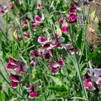 Zaden Lathyrus odoratus Wiltshire Ripple, Verzenden, Voorjaar, Volle zon, Zaad