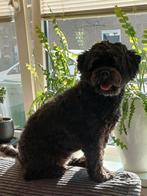 Twee lieve hondjes zoeken een heel goed nieuw plekje., Overige rassen, CDV (hondenziekte), Meerdere, Meerdere dieren