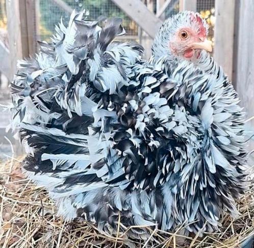 Broedeieren Cochin kriel krul te koop. Krulveer, krulkip., Dieren en Toebehoren, Pluimvee, Kip, Meerdere dieren