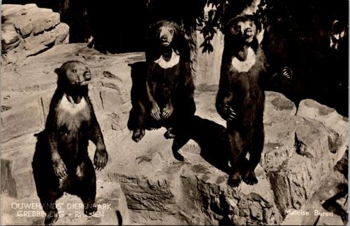 Rhenen - Ouwehands Dierenpark Grebbeberg bruine beren 1956, Verzamelen, Ansichtkaarten | Nederland, Gelopen, Utrecht, 1940 tot 1960