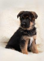Duitse Herder Reu HD/ED &DM Vrij , IPO3/KKL, Dieren en Toebehoren, 6 jaar of ouder, Rabiës (hondsdolheid), Reu, Eén hond