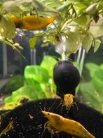 Gele garnalen neocaridina, Dieren en Toebehoren, Kreeft, Krab of Garnaal