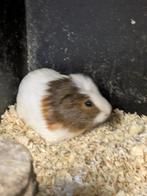 Jonge cavias, Dieren en Toebehoren, Knaagdieren, Cavia, Juli, Meerdere dieren, Tam