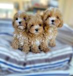 Exclusieve Maltipoo F1 Micro pups (Maltezer / Toy Poedel), Dieren en Toebehoren, Honden | Chihuahua's en Gezelschapshonden, Particulier
