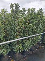 Portugese laurier 160-180 cm prunus lusitanica, Tuin en Terras, Planten | Struiken en Hagen, Ophalen, Laurier, Struik, 100 tot 250 cm