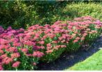 Gratis sedum, vaste plant., Tuin en Terras, Planten | Struiken en Hagen, Ophalen, Overige soorten, Minder dan 100 cm