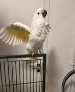Kaketoe Alba, Dieren en Toebehoren, Vogels | Parkieten en Papegaaien, Mannelijk, Papegaai