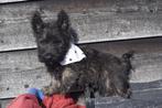 Schotse terrier pups, 15 weken tot 1 jaar, Overige rassen, Buitenland, Parvo