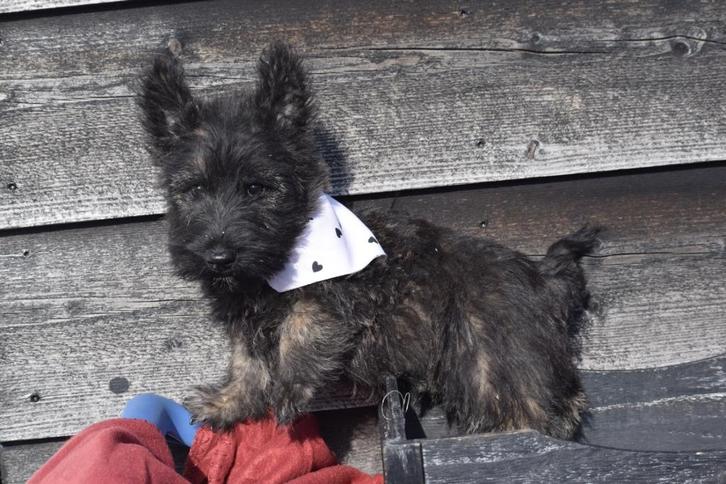 Schotse terrier pups, Dieren en Toebehoren, Honden | Jack Russells en Terriërs, Meerdere dieren, Overige rassen, Fokker | Professioneel