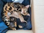 Bengaalse (snow)kittens te koop., Dieren en Toebehoren, Katten en Kittens | Raskatten | Korthaar