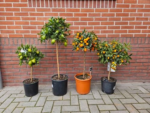 Fruitboompjes: limequat, kumquat, citroen, druif, vijg, Tuin en Terras, Planten | Fruitbomen, Overige soorten, Ophalen