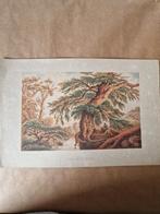 Oude Natuurstudie Litho, Ophalen of Verzenden