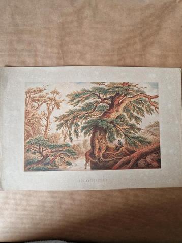 Oude Natuurstudie Litho beschikbaar voor biedingen