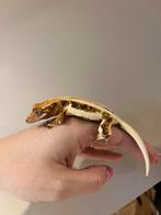 Wimpergekko lilly white npv, Dieren en Toebehoren, Reptielen en Amfibieën, Hagedis, Tam, 0 tot 2 jaar