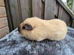 Cavia beren, Dieren en Toebehoren, Knaagdieren, Mei, Mannelijk, Cavia