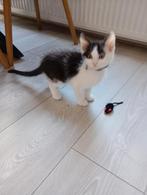 Kitten (kater) 8 weken jong met bak, Dieren en Toebehoren, Kater, 0 tot 2 jaar