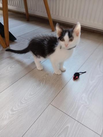 Kitten (kater) 8 weken jong met bak beschikbaar voor biedingen