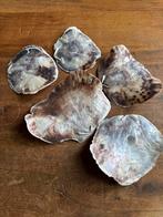 Set van 5 prachtige oesterschelpen - parelmoer - nacre, Huis en Inrichting, Woonaccessoires | Overige, Ophalen of Verzenden, Gebruikt