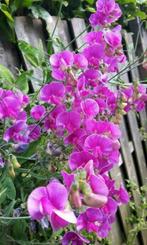 Knal roze lathyrus !!!, Ophalen, Voorjaar, Volle zon, Zaad