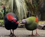Gezocht koppel roul-rouls, Dieren en Toebehoren, Meerdere dieren, Tropenvogel, Geringd