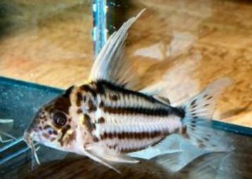 Nieuw binnen!!! Corydoras,Super Schwartzi Highfin, CW 28!!! beschikbaar voor biedingen