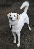 Bella 3 jaar oud/ uit georgie, Particulier, Rabiës (hondsdolheid), Buitenland, Teef