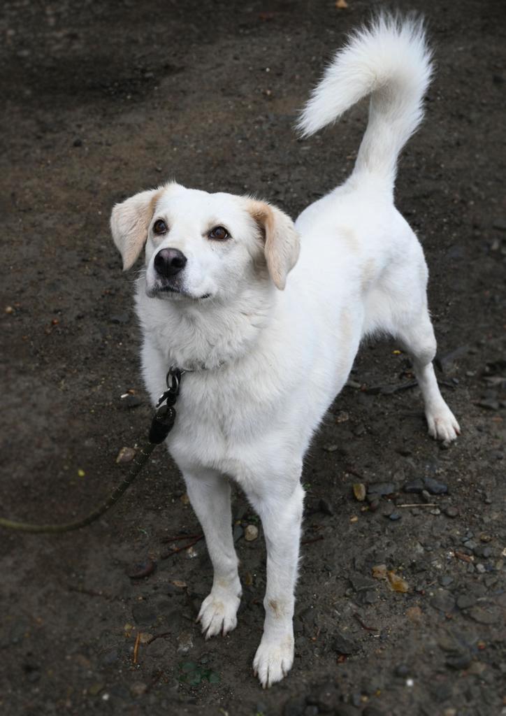 Bella 3 jaar oud/ uit georgie, Dieren en Toebehoren, Honden | Niet-rashonden, Middel, Teef, Particulier, Eén hond, Buitenland