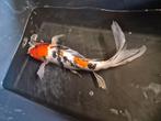 Butterfly shanke., Karper of Koi