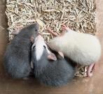Jonge rittens ratjes uit huiselijke sfeer en handtam, Rat, Meerdere dieren, Tam, September