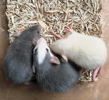 Jonge rittens ratjes uit huiselijke sfeer en handtam  beschikbaar voor biedingen