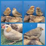 2 jonge koppels zebravinken, Dieren en Toebehoren, Vogels | Overige Vogels, Meerdere dieren