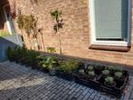 Restpartij tuinplanten, Ophalen, Zomer, Overige soorten, Halfschaduw