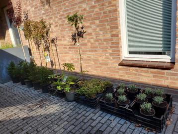 Restpartij tuinplanten beschikbaar voor biedingen
