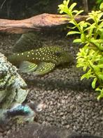 Blue phantom L128 pleco, Dieren en Toebehoren, Vissen | Aquariumvissen, Vis