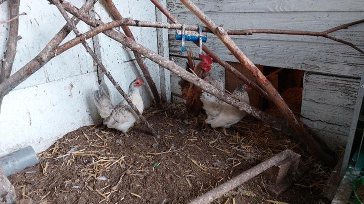 Serama, Dieren en Toebehoren, Pluimvee, Kip, Vrouwelijk