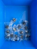 Partij 600x Amphenol LTW Tuchel connectoren BMMA Ecomate, AMP, Verzenden, Rfq@amp.co.sz, Zo goed als nieuw