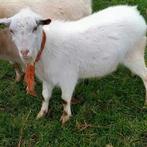 Witte bok, Dieren en Toebehoren, Schapen, Geiten en Varkens, Mannelijk, Geit