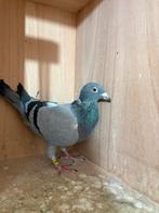 Prachtige duivin, Dieren en Toebehoren, Vogels | Duiven, Vrouwelijk, Postduif