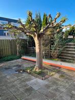 Dakplataan, Wie o Wie komt onze boom uitgraven?, Bloeit niet, 100 tot 250 cm, Dakboom, Ophalen