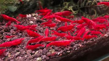 Bloody Mary rode garnalen HIGH GRADE neocaridina RED shrimps beschikbaar voor biedingen