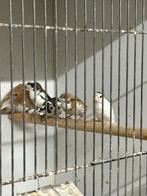 Verschillende kleuren Japanse meeuwen., Meerdere dieren