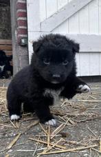 Puppy’s duidse herder x border collie. Pups kruising, Dieren en Toebehoren, Honden | Herdershonden en Veedrijvers, Overige rassen