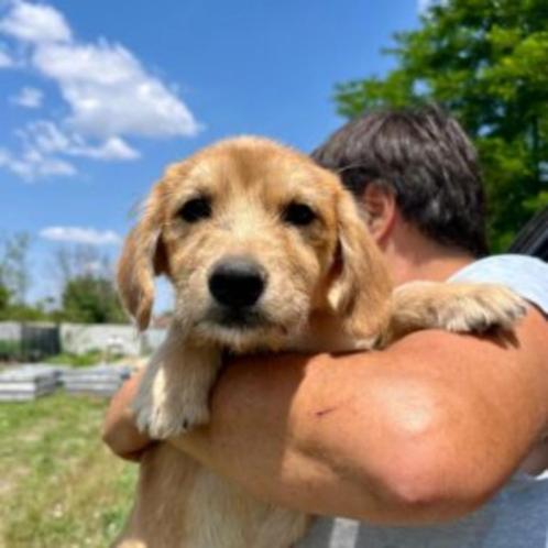 AIN: Sore, Dieren en Toebehoren, Honden | Niet-rashonden, Klein, Teef, Handelaar, Eén hond, Buitenland, 15 weken tot 1 jaar, CDV (hondenziekte)