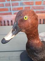 Opgezette eend, Ophalen, Gebruikt, Vogel, Opgezet dier