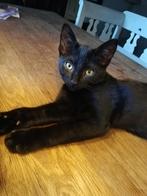 Europese korthaar, Dieren en Toebehoren, Katten en Kittens | Overige Katten, Poes, Kortharig, 0 tot 2 jaar