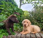 Labrador pups, Dieren en Toebehoren, 8 tot 15 weken, Labrador retriever, CDV (hondenziekte), Meerdere