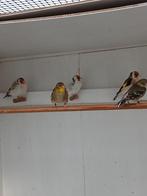Treursijsen, Dieren en Toebehoren, Meerdere dieren, Tropenvogel, Geringd