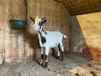 GeitenBok 4 maand oud, Dieren en Toebehoren, Schapen, Geiten en Varkens, Mannelijk, Geit, 0 tot 2 jaar