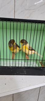 Glosters, Dieren en Toebehoren, Vogels | Kanaries, Meerdere dieren, Postuurkanarie